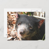 Tasmanian Devil Postcard Postkarte (Vorne/Hinten)