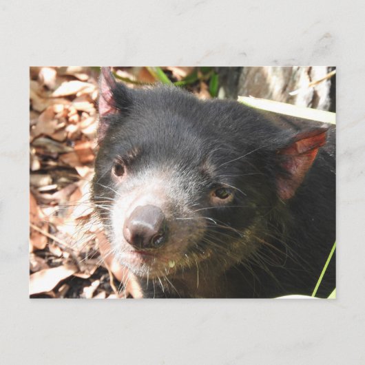 Tasmanian Devil Postcard Postkarte (Vorderseite)