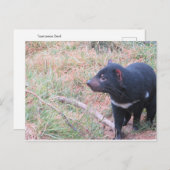 Tasmanian Devil Postcard Postkarte (Vorne/Hinten)