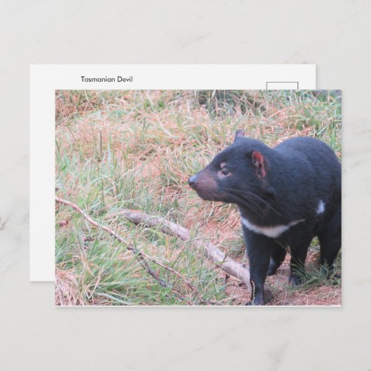 Tasmanian Devil Postcard Postkarte (Vorne/Hinten)