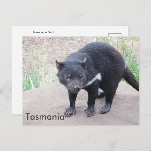 Tasmanian Devil Postcard Postkarte (Vorne/Hinten)