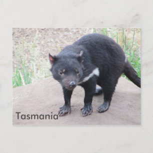 Tasmanian Devil Postcard Postkarte