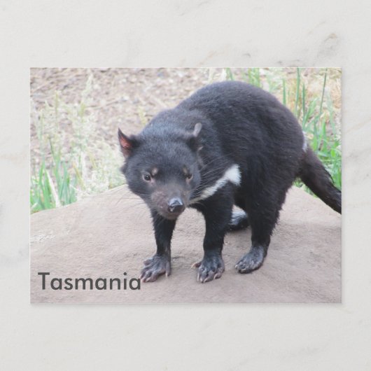 Tasmanian Devil Postcard Postkarte (Vorderseite)