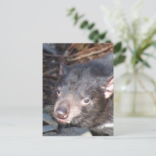Tasmanian Devil Postcard Postkarte (Stehend Vorderseite)