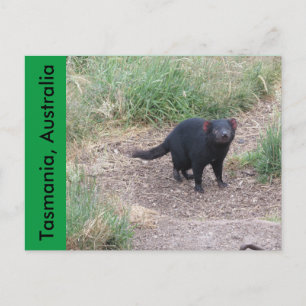 Tasmanian Devil Postcard Postkarte
