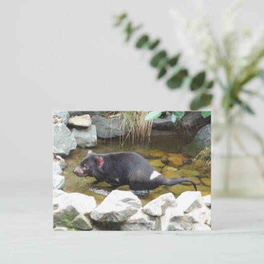 Tasmanian Devil Postcard Postkarte (Stehend Vorderseite)