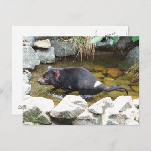 Tasmanian Devil Postcard Postkarte (Vorne/Hinten)