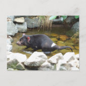 Tasmanian Devil Postcard Postkarte (Vorderseite)