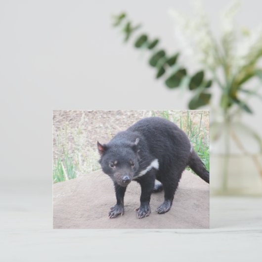Tasmanian Devil Postcard Postkarte (Stehend Vorderseite)