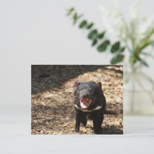 Tasmanian Devil Postkarte (Stehend Vorderseite)