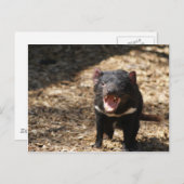 Tasmanian Devil Postkarte (Vorne/Hinten)