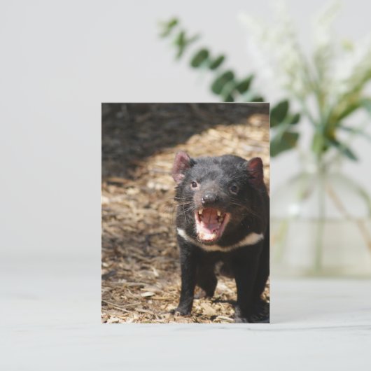 Tasmanian Devil Postkarte (Stehend Vorderseite)