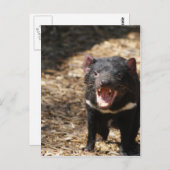 Tasmanian Devil Postkarte (Vorne/Hinten)