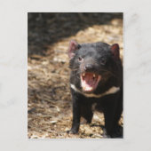 Tasmanian Devil Postkarte (Vorderseite)