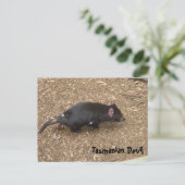 Tasmanian Devil Postkarte (Stehend Vorderseite)