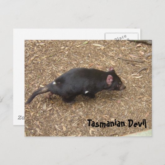 Tasmanian Devil Postkarte (Vorne/Hinten)