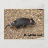 Tasmanian Devil Postkarte (Vorderseite)
