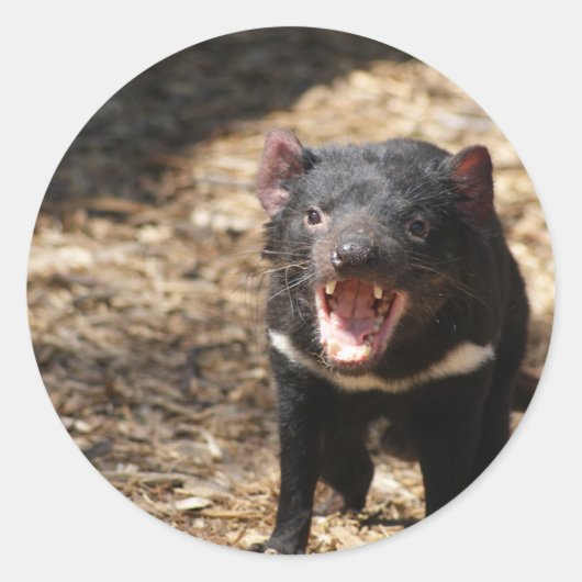 Tasmanian Devil Runder Aufkleber (Vorderseite)