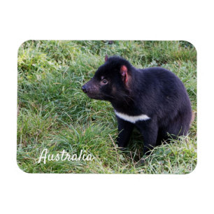 Tasmanian Devil, Tasmania, Australien Magnet