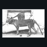 Tasmanian Tiger Poster, Leinwand Poster<br><div class="desc">Liebe du Tiere? Noch mehr,  Liebe du ausgestorbene Tiere? Wenn ja,  sollte dieses schöne Poster sicher an Ihrer Wand hängen! Auch in Leinwand erhältlich.</div>