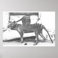 Tasmanian Tiger Poster, Leinwand