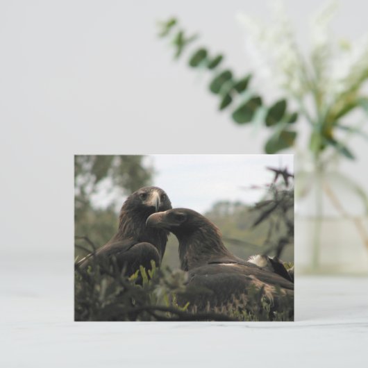 Tasmanian wedge tailed eagles postkarte (Stehend Vorderseite)