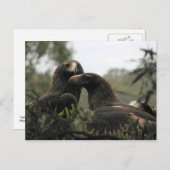 Tasmanian wedge tailed eagles postkarte (Vorne/Hinten)