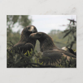 Tasmanian wedge tailed eagles postkarte