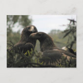 Tasmanian wedge tailed eagles postkarte (Vorderseite)