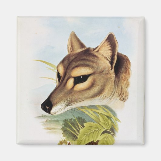 Tasmanian Wolf oder Tiger Magnet (Vorne)