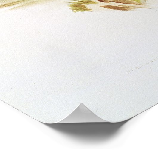 Tasmanian Wolf oder Tiger Poster (Ecke)