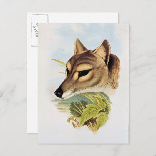 Tasmanian Wolf oder Tiger Postkarte (Vorne/Hinten)