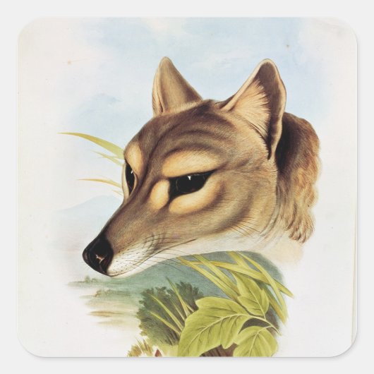 Tasmanian Wolf oder Tiger Quadratischer Aufkleber (Vorderseite)