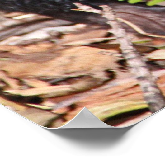 Tasmanischer Teufel, Australien Poster (Ecke)