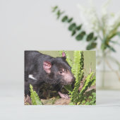 Tasmanischer Teufel, Australien Postkarte (Stehend Vorderseite)