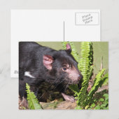 Tasmanischer Teufel, Australien Postkarte (Vorne/Hinten)