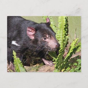 Tasmanischer Teufel, Australien Postkarte