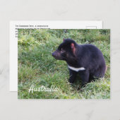 Tasmanischer Teufel im Gras, Tasmanien, Australien Postkarte (Vorne/Hinten)