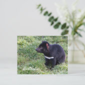 Tasmanischer Teufel im Gras, Tasmanien, Australien Postkarte (Stehend Vorderseite)