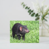 Tasmanischer Teufel Postkarte (Stehend Vorderseite)