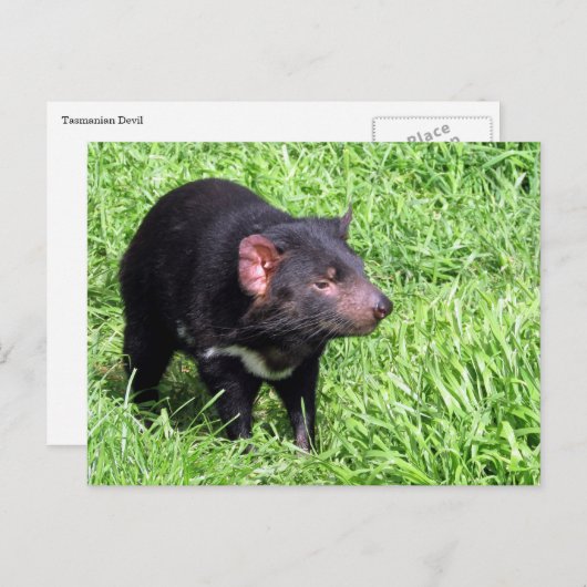 Tasmanischer Teufel Postkarte (Vorne/Hinten)