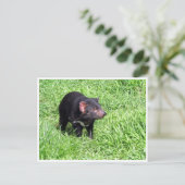 Tasmanischer Teufel Postkarte (Stehend Vorderseite)