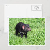 Tasmanischer Teufel Postkarte (Vorne/Hinten)