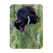 Tasmanischer Teufel, Tasmanien, Australien Magnet (Vertikal)