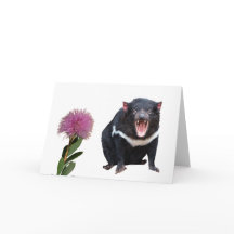 Tasmanischer Teufel und Bottlebrush