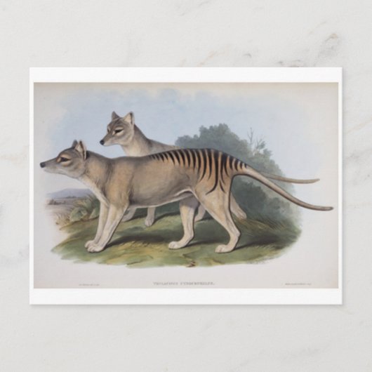 Tasmanischer Tiger Postkarte (Vorderseite)
