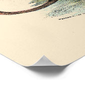 Tasmanischer Wolf Poster (Ecke)