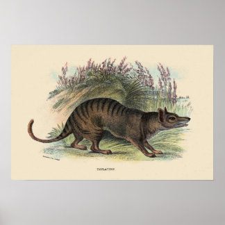 Tasmanischer Wolf Poster