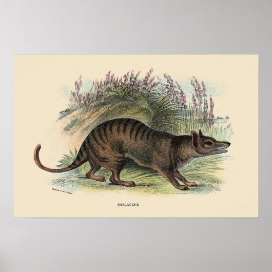 Tasmanischer Wolf Poster (Vorne)