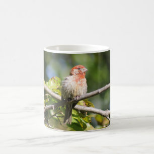 Tasse